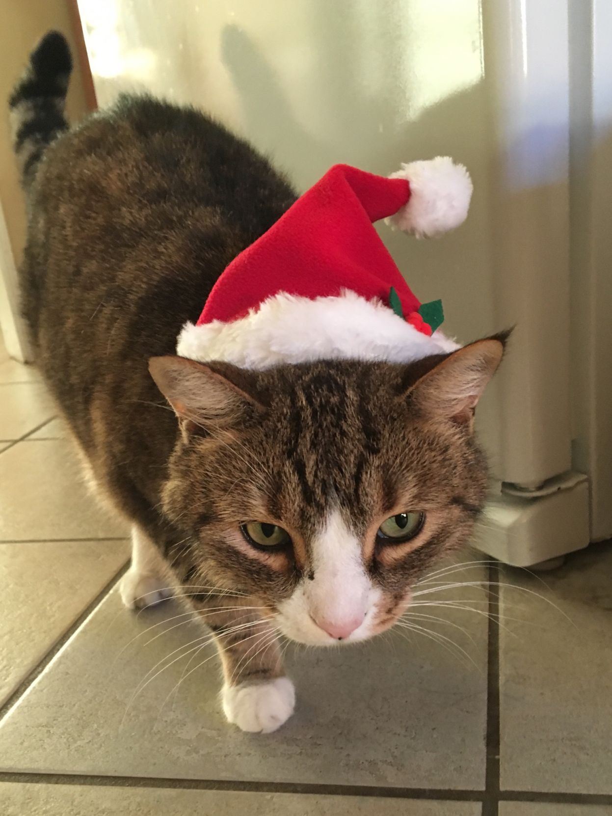 Christmas Cats 2018
